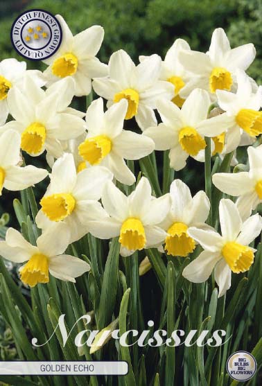 Narcissus Golden Echo 7-pack