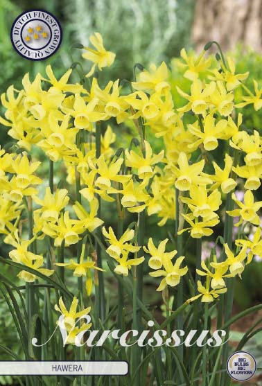 Narcissus Hawera 10-pack