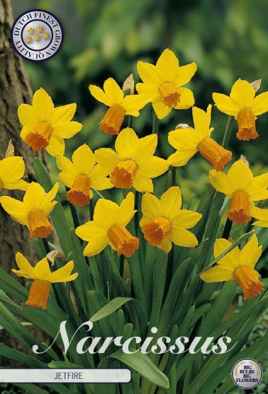 Narcissus Jetfire 7-pack