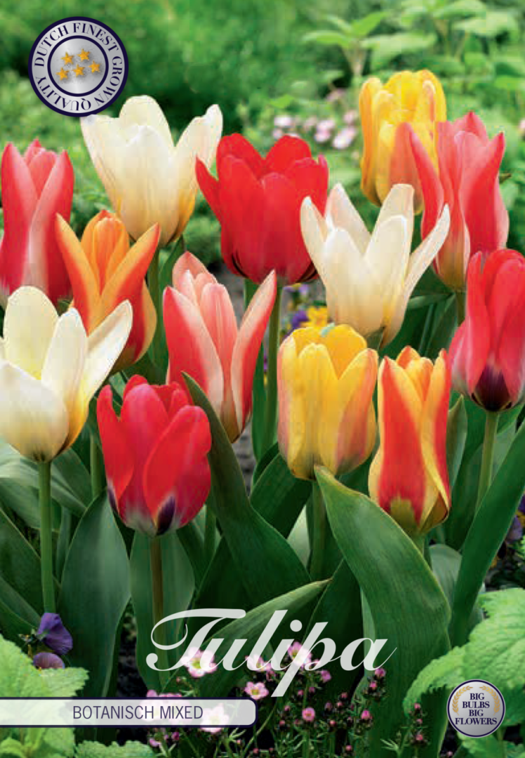 Tulipa Botanical Mixed 10-pack