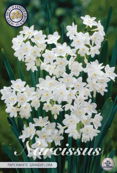 Narcissus Paperwhite Grandiflora 5-pack