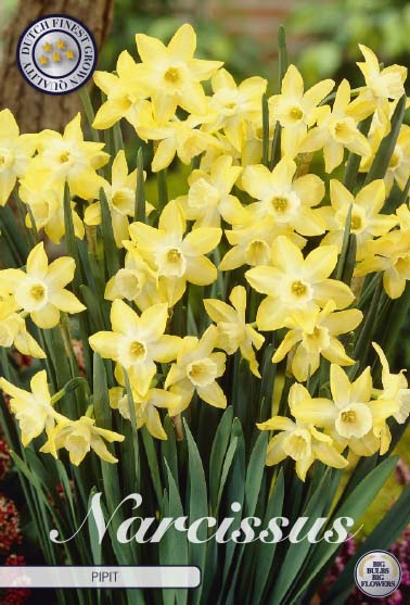 Narcissus Pipit 7-pack