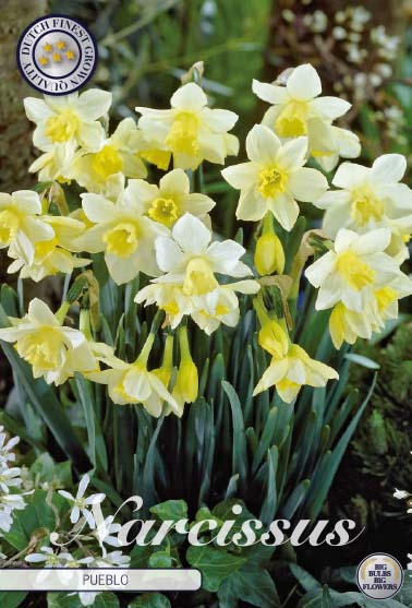 Narcissus Pueblo 7-pack