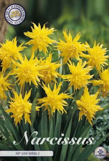 Narcissus Rip van Winkle 7-pack