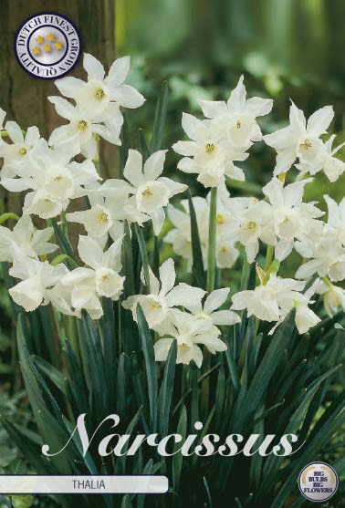 Narcissus Thalia 7-pack