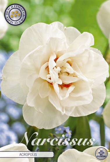 Narcissus Acropolis 5-pack