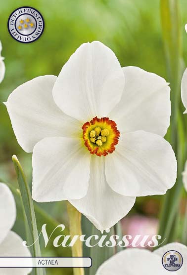 Narcissus Actaea 5-pack