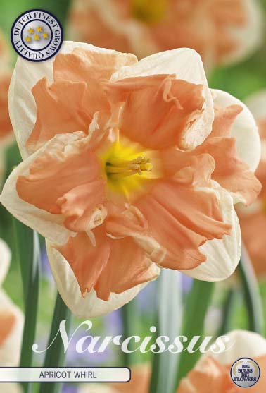 Narcissus Apricot Whirl 5-pack