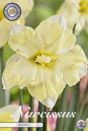 Narcissus Cassata 5-pack