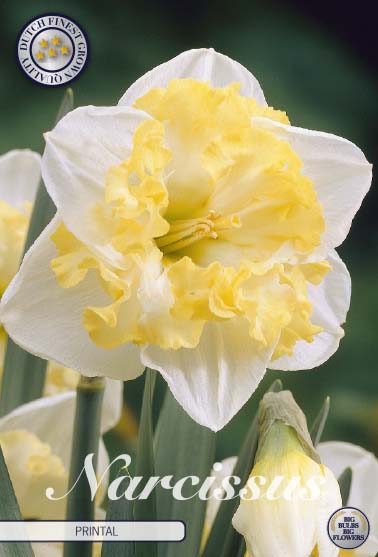 Narcissus Printal 5-pack