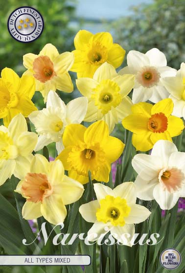 Narcissus Narcis All Types Mixed 6-pack