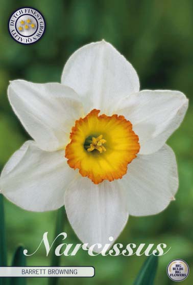 Narcissus Barrett Browning 5-pack