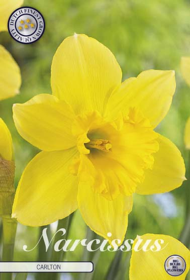 Narcissus Dutch Master 5-pack