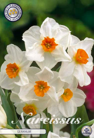 Narcissus Geranium 5-pack
