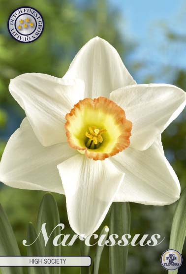 Narcissus High Society 5-pack