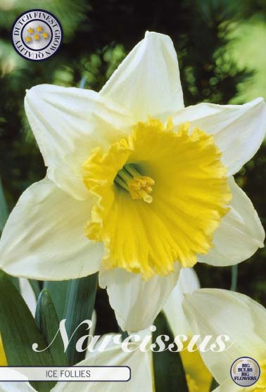 Narcissus Ice Follies 5-pack