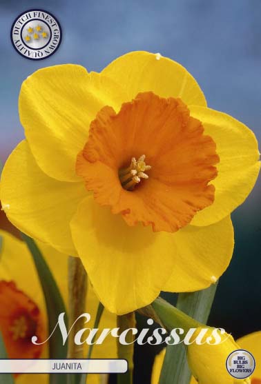 Narcissus Juanita 5-pack