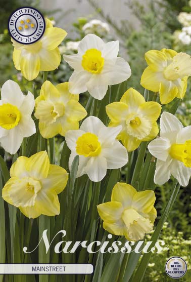 Narcissus Mainstreet 5-pack