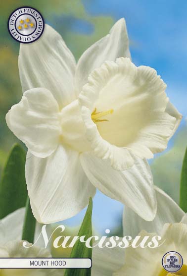 Narcissus Mount Hood 5-pack