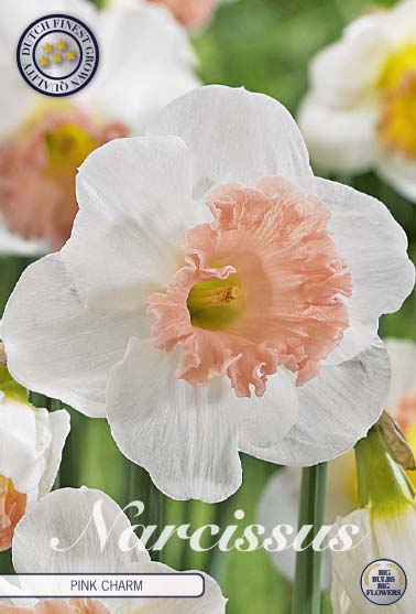 Narcissus Pink Charm 5-pack