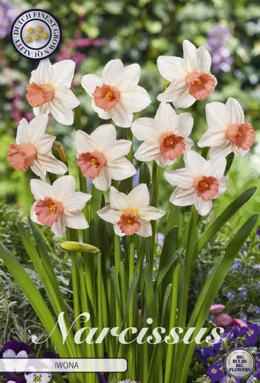 Narcissus Iwona 5-pack