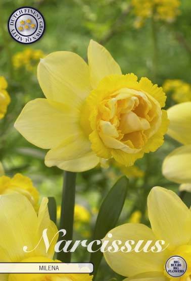 Narcissus Milena 5-pack