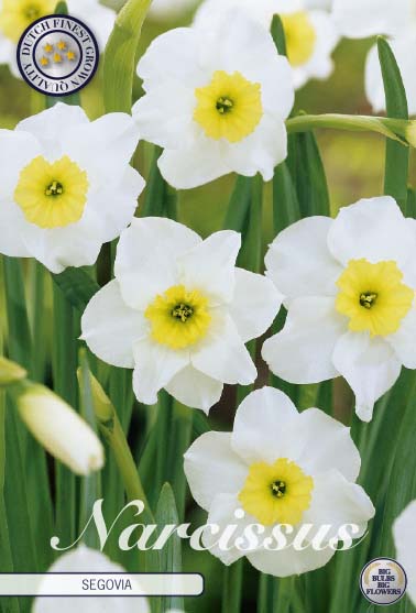Narcissus Segovia 10-pack