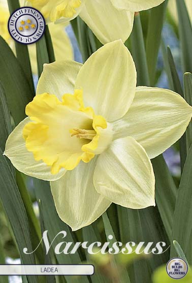 Narcissus Ladea 5-pack