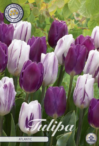 Tulipa Atlantic 10-pack