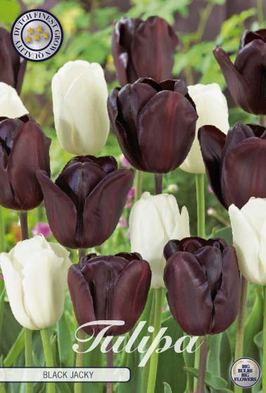Tulipa Black Jacky 10-pack