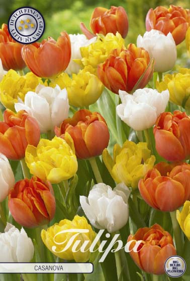 Tulipa Casanova 10-pack