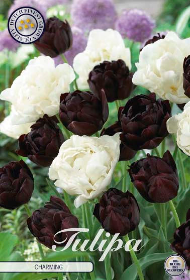 Tulipa Charming 10-pack