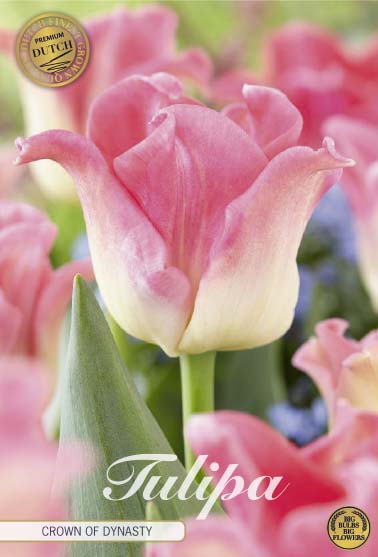 Tulipa Crown of Dynasty (premium) 7-pack