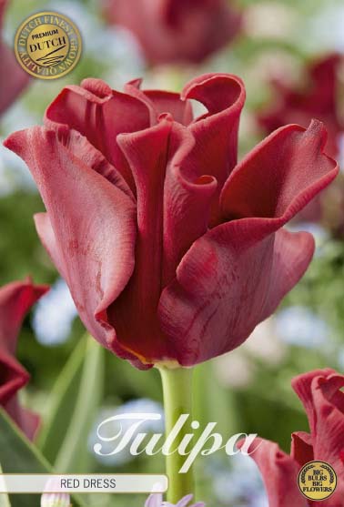 Tulipa Red Dress (premium) 7-pack