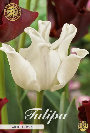 Tulipa White Liberstar (premium) 7-pack