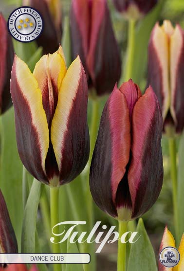 Tulipa Dance Club 10-pack