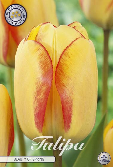 Tulipa Beauty of Spring 10-pack