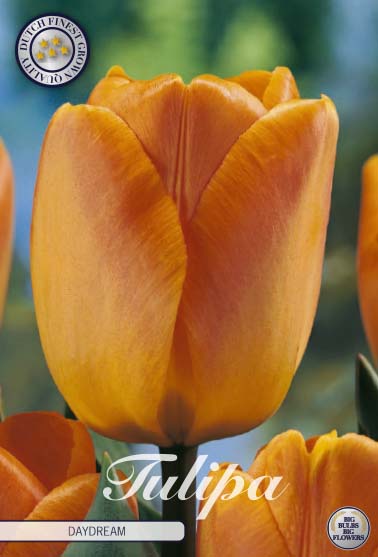 Tulipa Daydream 10-pack