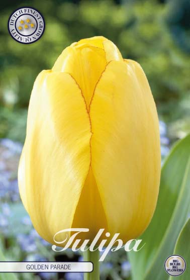 Tulipa Golden Parade 10-pack