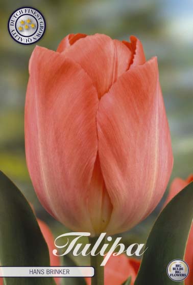 Tulipa Hans Brinker 10-pack