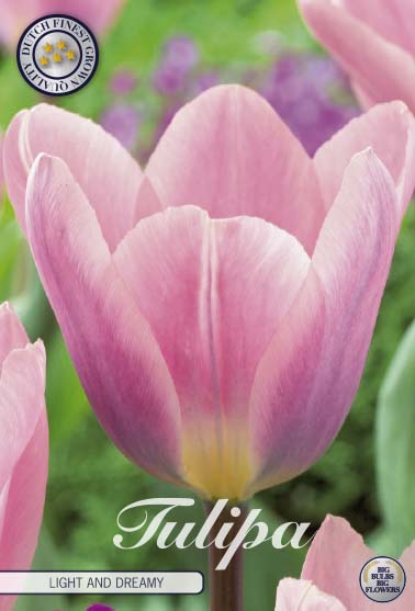 Tulipa Light and Dreamy 7-pack