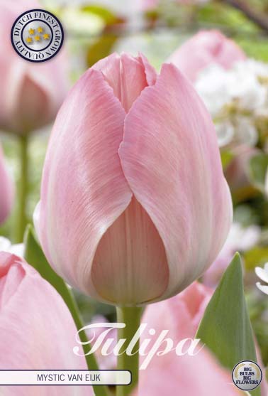 Tulipa Mystic van Eijk 10-pack