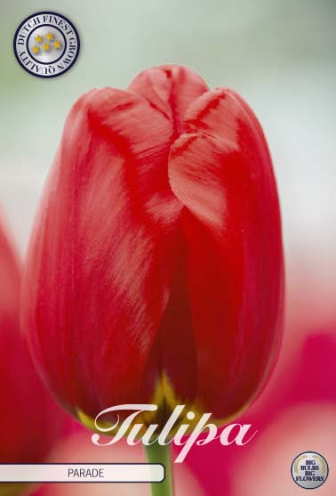 Tulipa Parade 10-pack