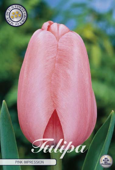 Tulipa Pink Impression 10-pack