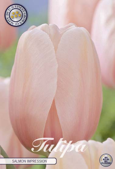 Tulipa Salmon Impression 10-pack