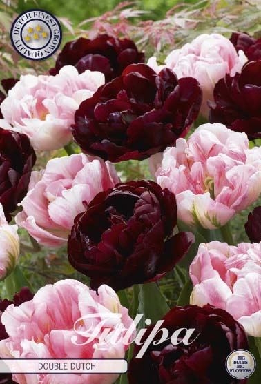 Tulipa Double Dutch 10-pack