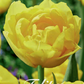 Tulpan Mary Jo 7-pack