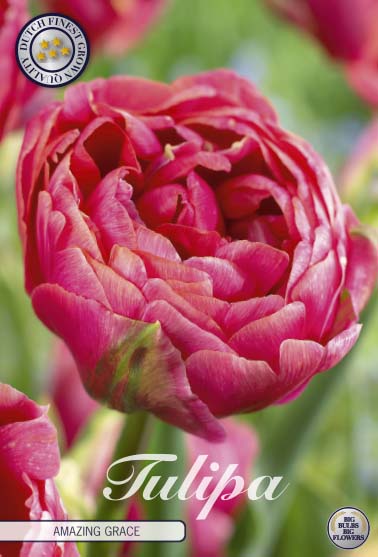Tulipa Amazing Grace 7-pack