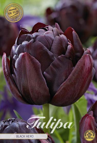 Tulipa Black Hero (premium) 7-pack