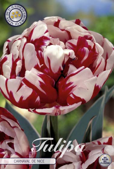 Tulipa Carnaval De Nice 7-pack